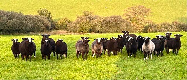 Preview of the first image of Balwen Ewe Lambs for sale. born 2023.
