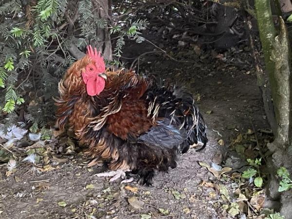 Image 3 of Frizzle bantam cockerel rooster male chicken