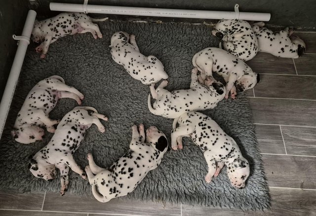 Image 20 of Kc registered dalmatian puppies