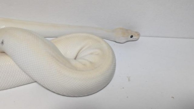 Image 5 of Adult Female Butter Special Ball Python