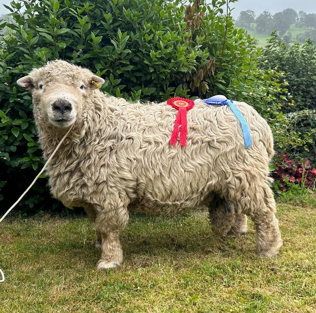 Preview of the first image of Pedigree Grey Faced Dartmoor Ram.