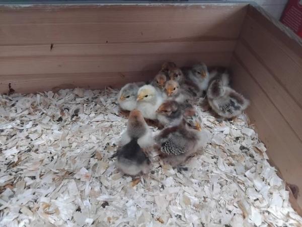 Image 3 of week old pekin bantam chicks