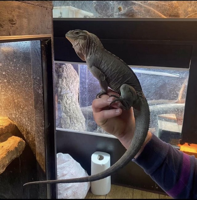 Preview of the first image of Cb22 male rhino iguana hand tame.