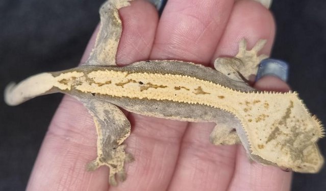 Image 5 of Crested Gecko 6 months old Part Pin Harlequin