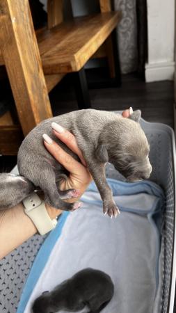 Image 9 of Stunning full pedigree KC registered blue whippet puppies