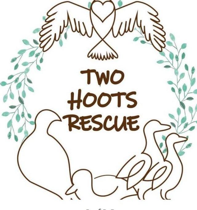 Preview of the first image of Two hoots rescue Worcestershire.