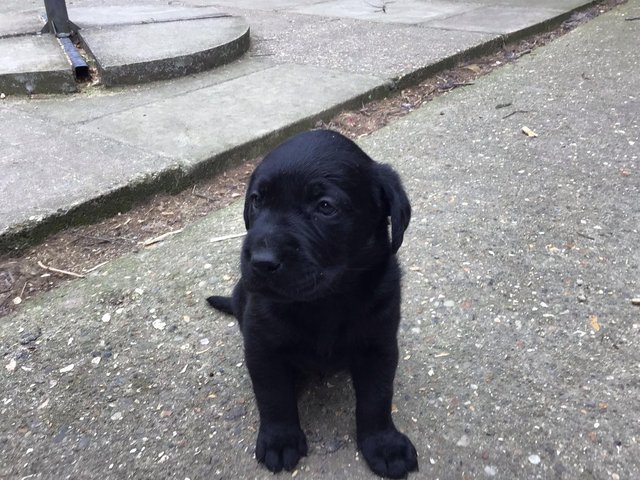 Preview of the first image of Adorable Labrador puppy.