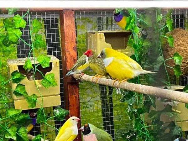 Image 10 of Beautiful indoor aviary fully equipped with lighting