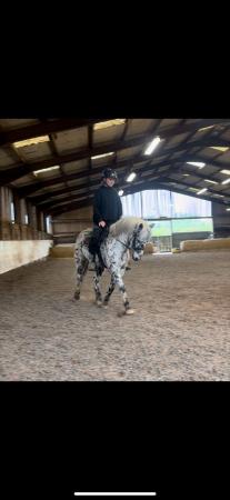 Image 1 of Freelance Horse rider/Livery services/Instructor available