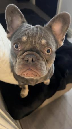 Image 3 of French bulldog female 10 months old