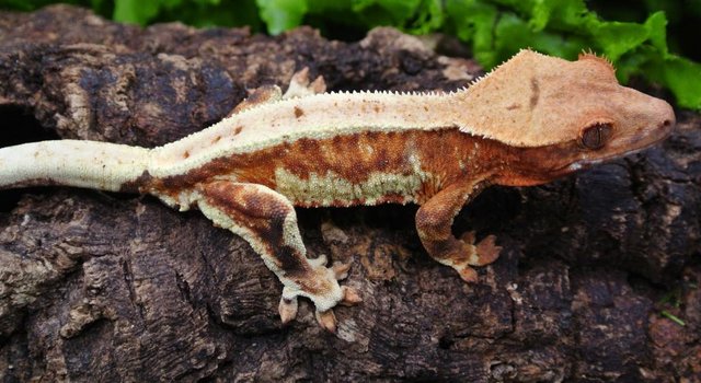 Image 2 of Orange Lilly white Crested gecko male