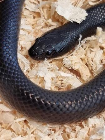 Image 1 of MEXICAN BLACK KINGSNAKES CB2022