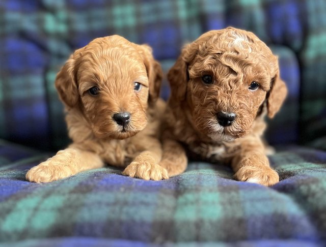 Preview of the first image of Stunning health tested F1b cavapoo puppies.