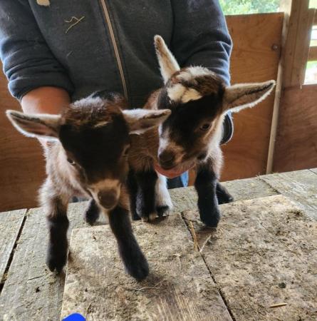 Image 5 of Tri Coloured Disbudded Pygmy goat kids