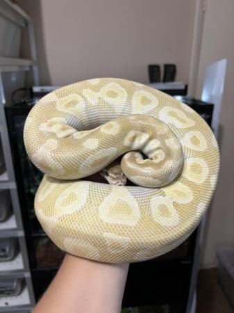 Image 3 of Proven Breeder Ball Pythons **updated.**