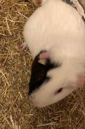 Image 3 of (Still for sale)Male guinea pig (3 years old) for rehoming