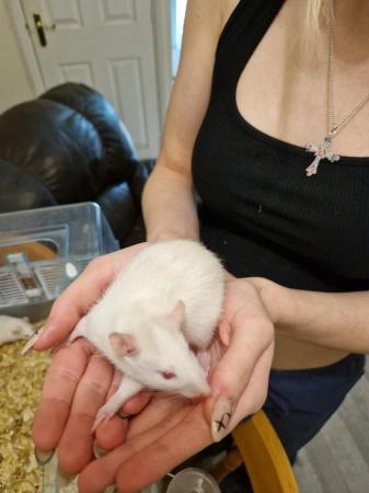 Image 6 of Baby rats for sale!! Various colours
