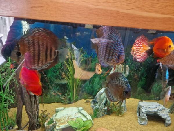 Image 3 of Stunning Stendker Discus for sale