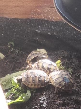Image 2 of Tortoise hatchlings available