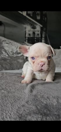 Image 8 of 9 week old beautiful French bulldog puppies 7 available