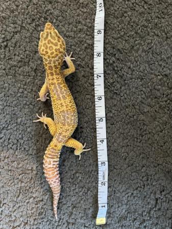 Image 4 of Leopard gecko for sale and exp terra