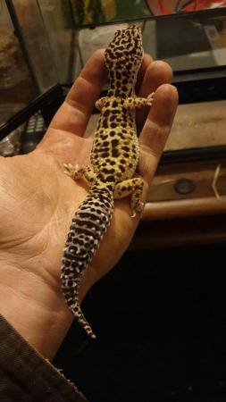 Image 5 of Gecko (male and female) and set up