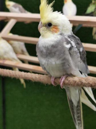 Image 4 of OFFER Stunning young STEADY cockatiels from £80