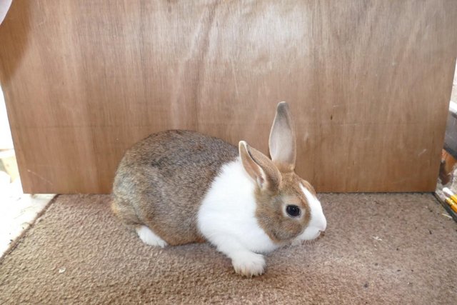 Image 1 of Pure Bred Dutch Young Rabbits