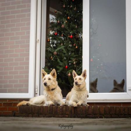 Image 1 of White GSD Puppies for sale