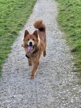 Image 4 of 17 months old chow chow x German shepherd needs rehoming