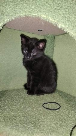 Image 4 of 9 wks black, male and female kittens. Halton/Liverpool area.