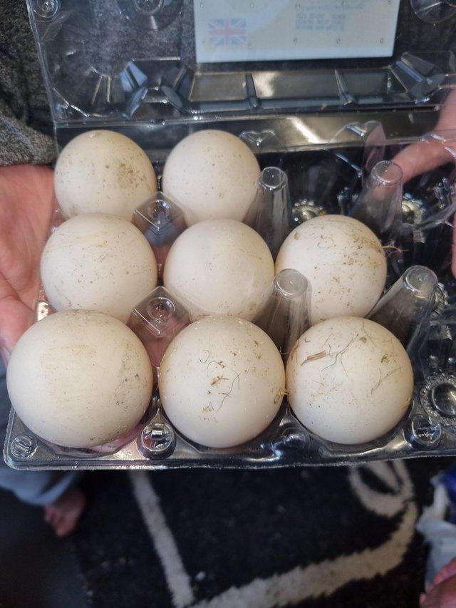 Preview of the first image of Ducks and chicken eggs for sale.