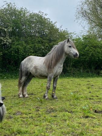 Image 23 of 5*Home Found Other Rescue Ponies Available 4 Full Re-Homing.