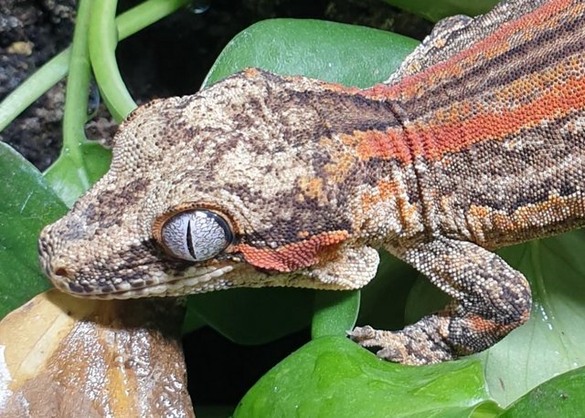 Preview of the first image of Stunning orange striped male Gargoyle Gecko.