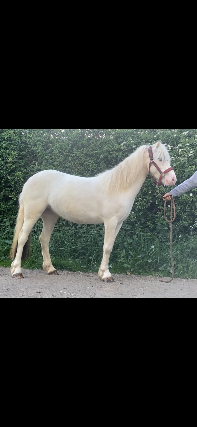 Preview of the first image of Beautiful 12hh safe first pony.