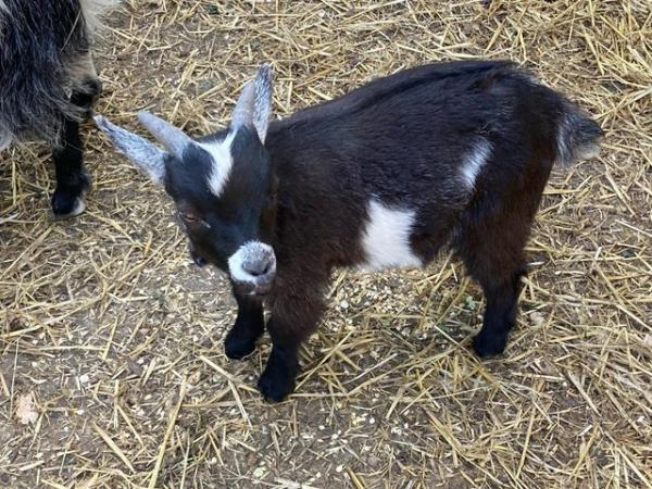 Image 2 of Pygmy *****goat*******youngsters