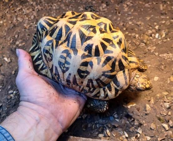 Image 7 of INDIAN STAR TORTOISE MALE cb 2012 in the UK