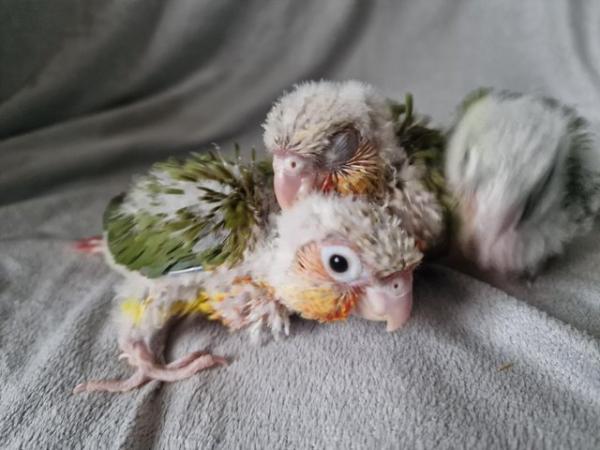Image 3 of Adorable fully hand reared conure baby's