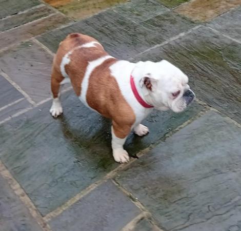 Image 3 of Adult British / English Bulldog For Sale