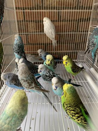 Image 1 of Exhibition young budgerigars
