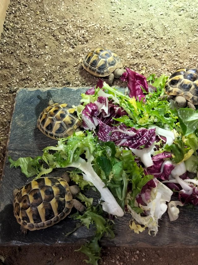 Preview of the first image of Baby Hermann's tortoises for sale.
