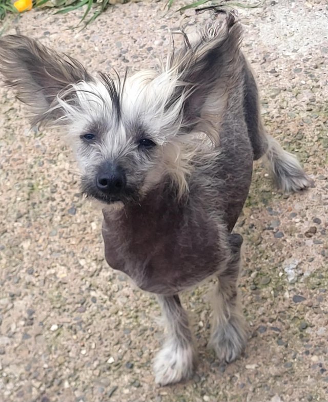 Preview of the first image of Male 6 Month Chinese Crested.