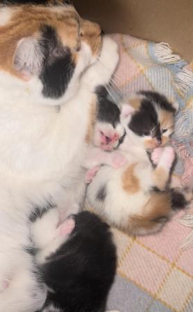 Image 4 of Just Born Trio Ginger Black White Long Furred Kittens