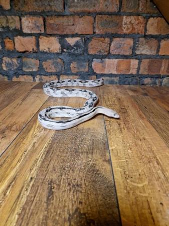 Image 3 of Male  3yearold Trans pecos rat snake