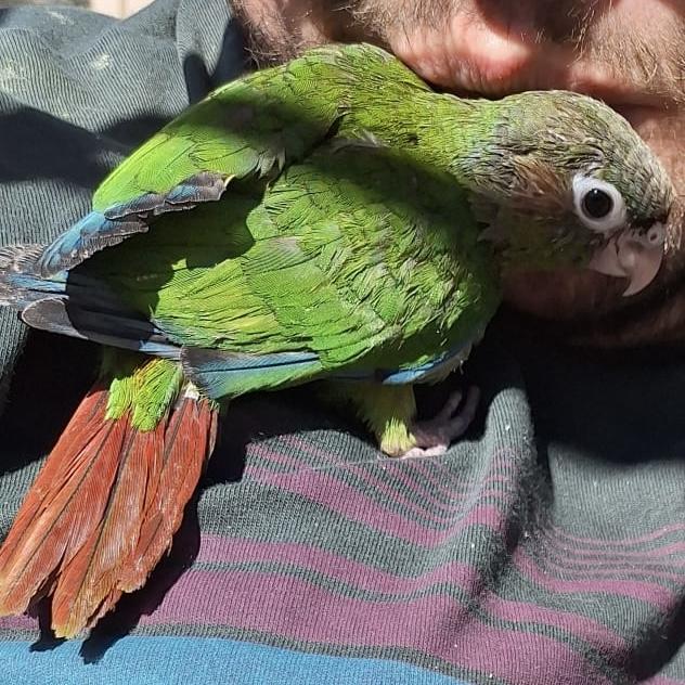 Preview of the first image of 12 weeks old conures. Rosecrown and Suncheek crossed..