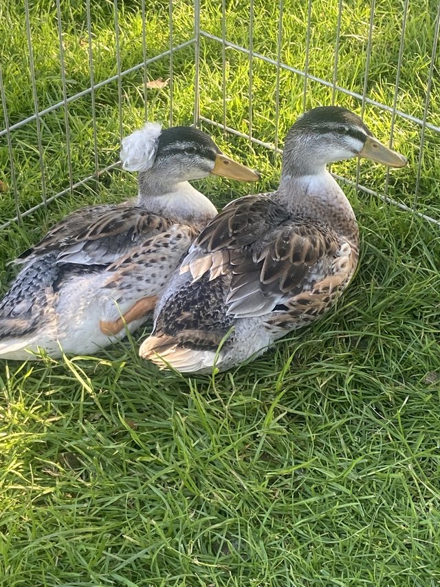 Preview of the first image of Pair of crested silver appleyards ducklings / ducks.