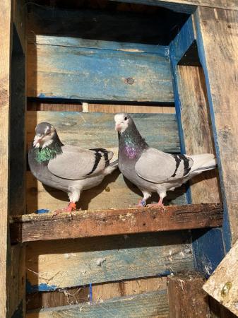 Image 2 of Roller pigeons for sale