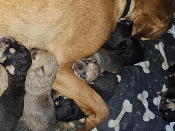 Image 4 of mastweiler puppies almost ready to go