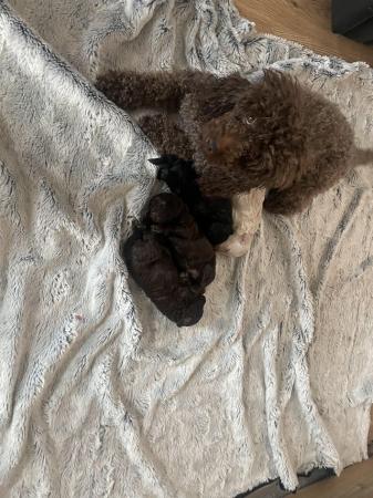 Image 6 of Toy poodle puppies for sale