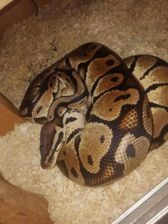 Image 5 of Royal pythons for rehome